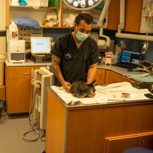 Mauer Animal Clinic vet team examining cat
