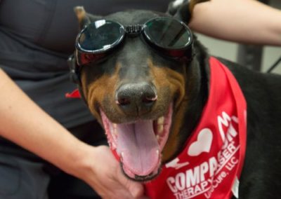 Mauer Animal Clinic laser therapy treatment on dog