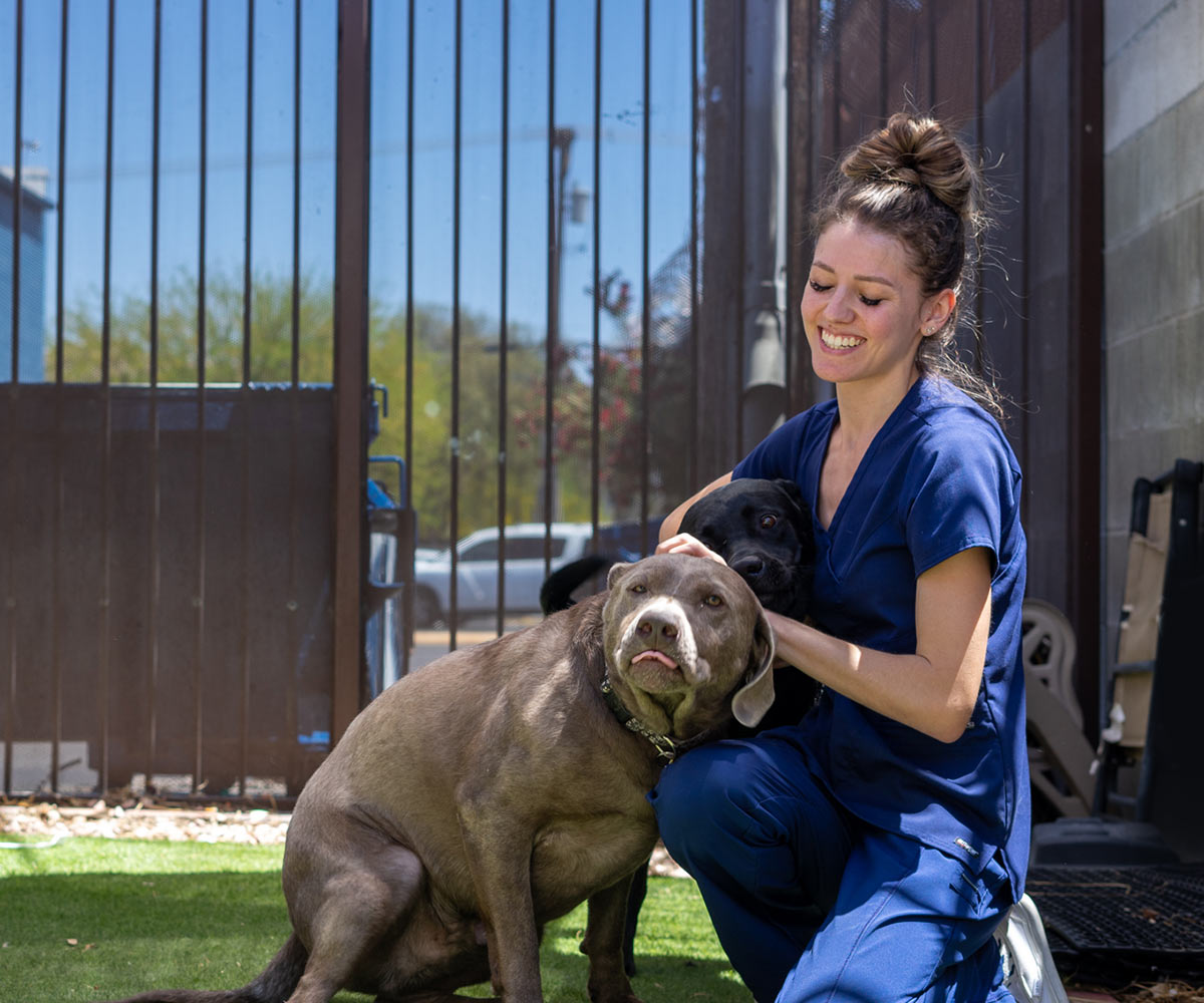 veterinary team member playing with dogs outside